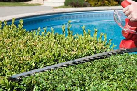 綠籬機刀片廠家為您介紹常見的綠籬苗木種類